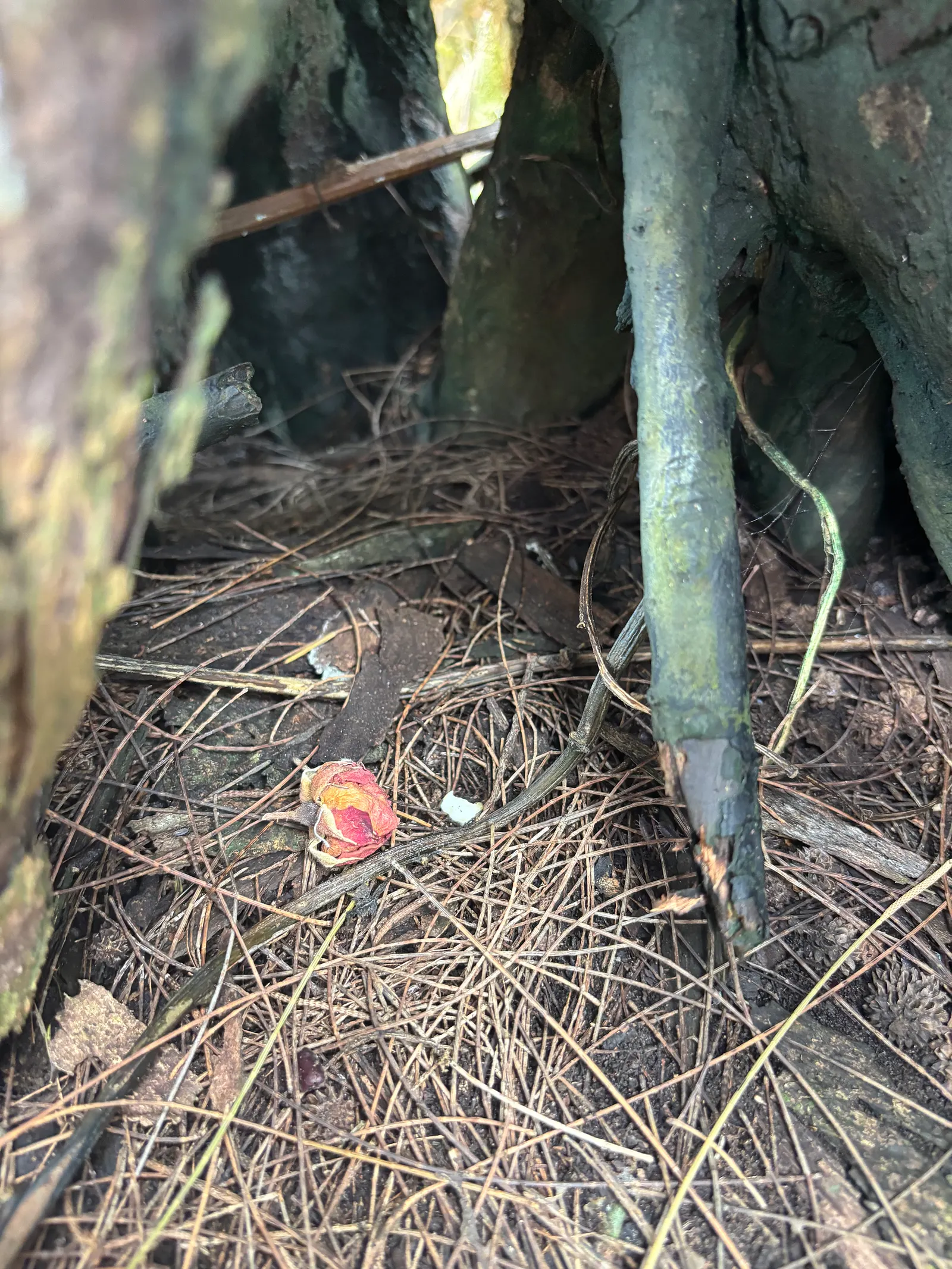 Offerings